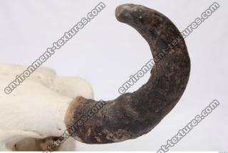 skull antler 0037